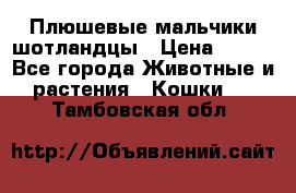 Плюшевые мальчики шотландцы › Цена ­ 500 - Все города Животные и растения » Кошки   . Тамбовская обл.